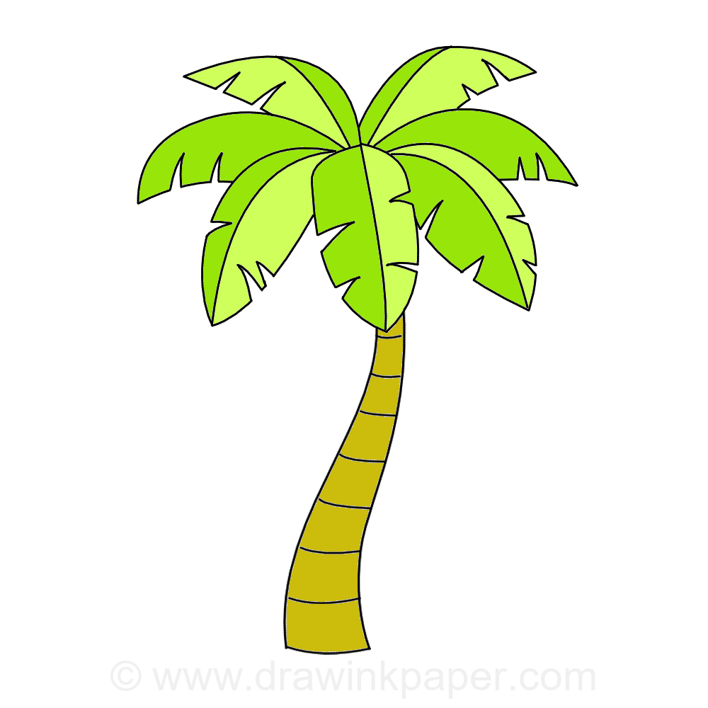 Drawing: Palm Tree